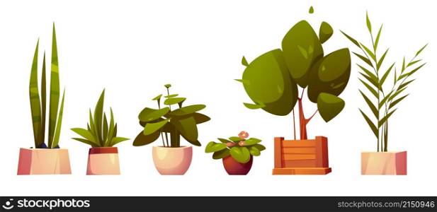 Set of home potted plants and trees in flowerpots. Domestic tropical decorative palms, houseplants in wood and ceramics pots interior decor isolated graphic design elements Cartoon vector illustration. Set of home potted plants and trees in flowerpots