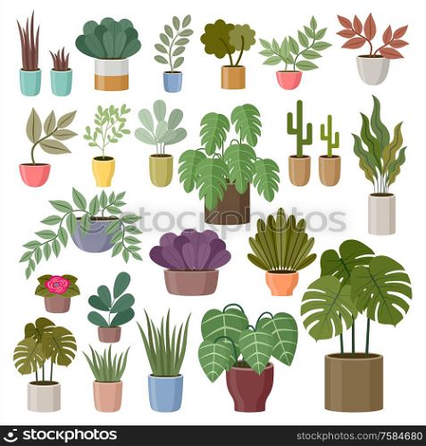 Set of house plants on a white background. Vector Illustration