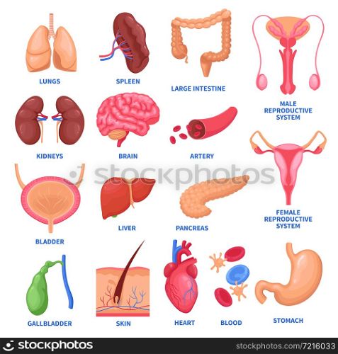 Set of human internal organs including brain, heart, liver, spleen, kidneys, reproductive system, skin isolated vector illustration . Human Internal Organs Set