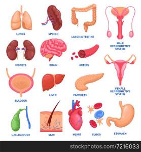 Set of human internal organs including brain, heart, liver, spleen, kidneys, reproductive system, skin isolated vector illustration . Human Internal Organs Set