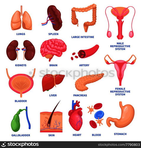 Set of human internal organs including brain, heart, liver, spleen, kidneys, reproductive system, skin isolated vector illustration . Human Internal Organs Set