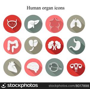 Set of human organs flat icons. Vector.