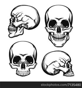 Set of Human Skull in Front and Side View. Vector illustration.