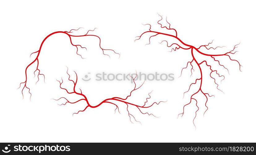 Set of human veins and arteries. Red branching blood vessels and capillaries. Vector illustration isolated on white background.. Set of human veins and arteries. Red branching blood vessels and capillaries. Vector illustration isolated on white background