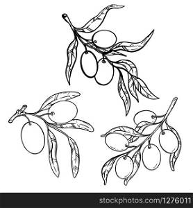 Set of illustration of olive tree branch with olives. Design element for poster, card, banner, sign, emblem. Vector illustration