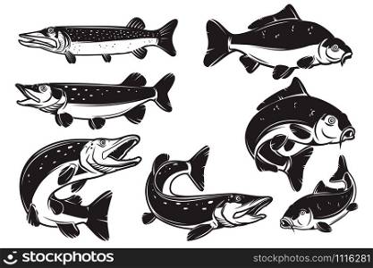 Set of Illustrations of the carp, pike fish isolated on white background. Design element for logo, label, badge, sign. Vector illustration