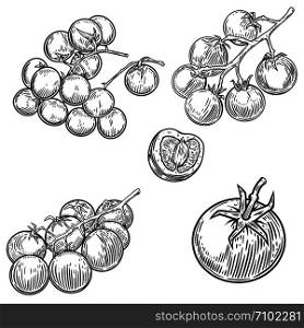 Set of illustrations of tomatoes isolated on white background. Design element for poster, card, banner, sign, menu. Vector illustration