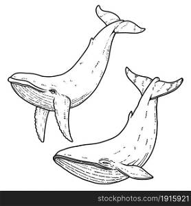 Set of Illustrations of whale in engraving style. Design element for logo, emblem, sign, poster, card, banner. Vector illustration