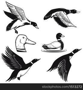 Set of illustrations of wild duck. Duck in flight, duck swimming on water. Design element for logo, label, sign, poster, card, banner. Vector illustration