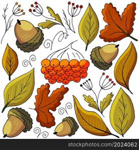 Set of illustrations on the autumn theme. Rowan, acorns and leaves in hand draw style. Collection of vector illustrations for your design. Sign, sticker, pin. Set of illustrations on the autumn theme