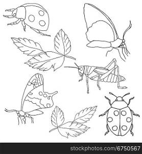 Set of insects on a white background.