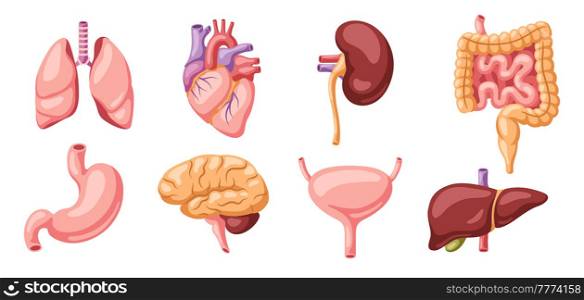 Set of internal organs. Human body anatomy. Health care and medical education icons.. Set of internal organs. Human body anatomy. Health care and medical icons.