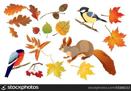 Set of isolated autumn forest leafs and little birds and animals (squirrel, bullfinch and tomtit)