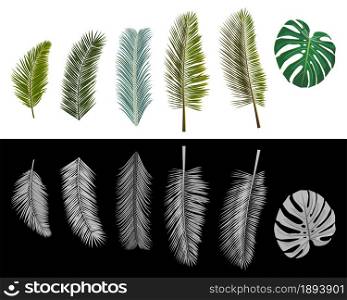 Set of isolated realistic palm leaves colored and grayscale. Vector illustration.