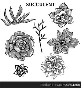 Set of isolated succulent. Vector. Vintge design.