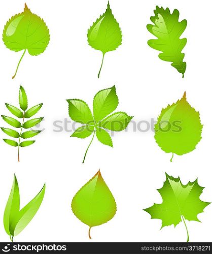 Set of isolated vector leaves