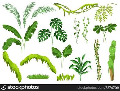 Set of jungle plants. Tropical leaves. Woody natural rainforest.. Set of jungle plants.