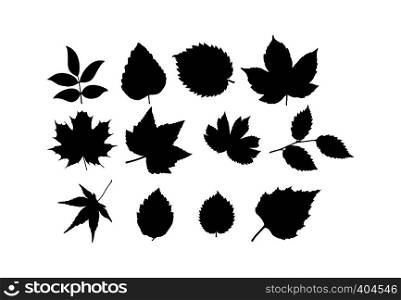 Set of leaves of different plants and trees, flat design