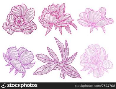 Set of linear peonies. Beautiful decorative stylized summer flowers.. Set of linear peonies.