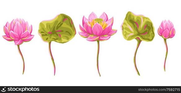 Set of lotus flowers. Water lily decorative illustration. Natural tropical plants.. Set of lotus flowers. Water lily decorative illustration.