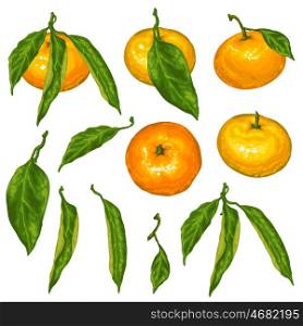 Set of mandarins. Tropical fruits and leaves. Set of mandarins. Tropical fruits and leaves.