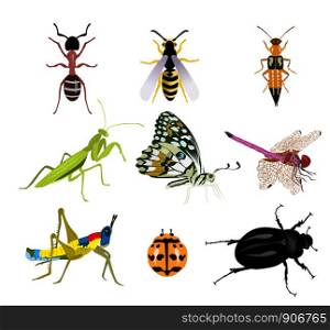 Set of many beautiful insects on a white background