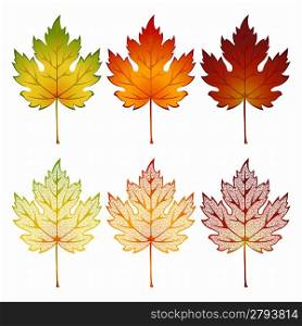 Set of maple leaves of various colors