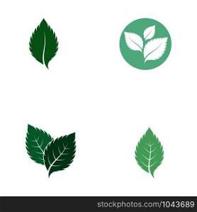 set of mint leaves flat vector color icon template