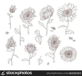 Set of monochrome sunflower sketches. Flat vector illustration. Sunflower leaves, stems, seeds and petals in hand drawn vintage style. Nature, flower, botanica concept for banner design, landing page