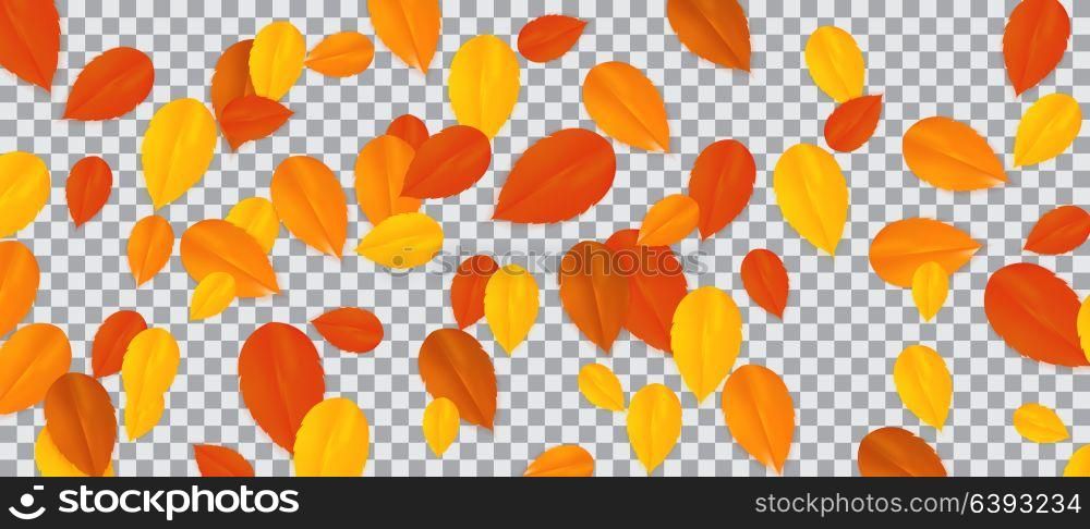 Set of multi-colored autumn leaves on transparent background. Vector Illustration. EPS10