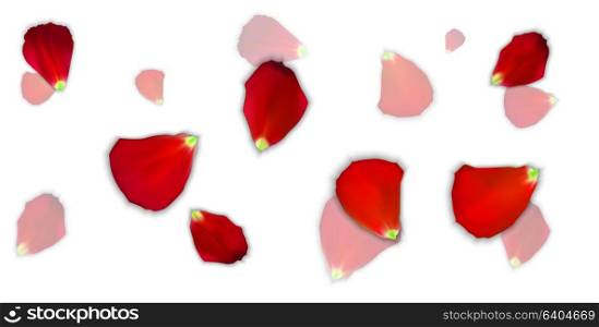 Set of Naturalistic Rose Petals on background. Vector Illustration. EPS10. Set of Naturalistic Rose Petals on background. Vector Illustration.