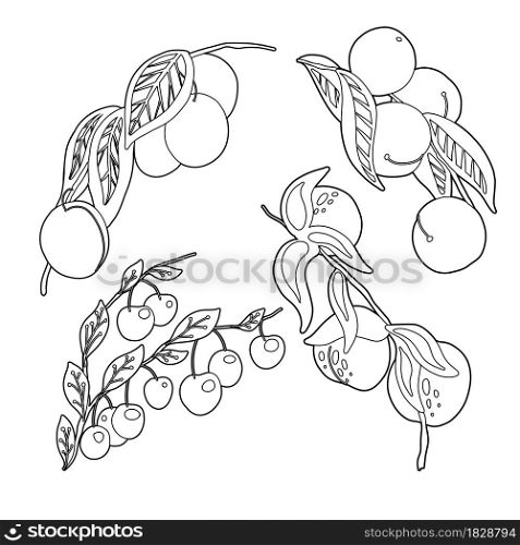 Set of outline stone fruit on branches and foliage. Vector contour natural illustration of berries. Plums, peaches, nectarines and cherries. Images of twigs with sweet food isolated on white background. Set of outline stone fruit on branches and foliage. Vector contour natural illustration of berries. Plums, peaches, nectarines and cherries. Images of twigs with sweet food
