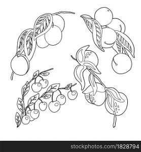 Set of outline stone fruit on branches and foliage. Vector contour natural illustration of berries. Plums, peaches, nectarines and cherries. Images of twigs with sweet food isolated on white background. Set of outline stone fruit on branches and foliage. Vector contour natural illustration of berries. Plums, peaches, nectarines and cherries. Images of twigs with sweet food