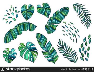 Set of palm leaves. Decorative image of tropical foliage and plants.. Set of palm leaves.