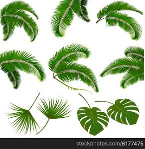 Set of palm leaves isolated on white background. Vector illustration.