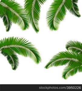 Set of palm leaves on white background. Vector illustration.