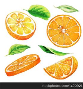 Set of parts of orange fruit and leaves, hand drawn watercolor illustration