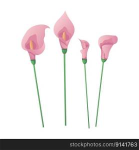 Set of pink calla flowers. Elegant floral greeting card wedding. Spring flowers. International Women s Day, 8 March. Romantic Mother s Day design for greeting card, poster, postcard, flyer. Vector