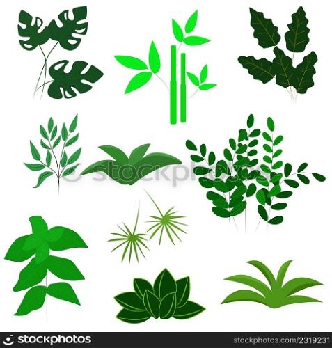 Set of plants and greenery. Exotic herbs and twigs vector illustration. Botanical natural decorations, decor