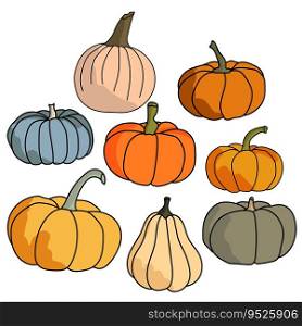Set of pumpkins of various shapes and colors, vegetable harvest for the autumn holidays, vector illustration for design and creativity