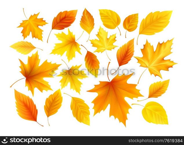 Set of realistic autumn yellow, red, orange leaves isolated on a white background. Vector illustration EPS10. Set of realistic autumn yellow, red, orange leaves isolated on a white background. Vector illustration