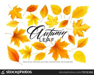 Set of realistic autumn yellow, red, orange leaves isolated on a white background. Vector illustration EPS10. Set of realistic autumn yellow, red, orange leaves and Autumn lettering isolated on a white background. Vector illustration