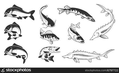 Set of river fish marks. River carp, crucian carp, perch, pike, catfish, perch, sturgeon. Design element for logo, label, emblem, sign, brand mark. Vector illustration.