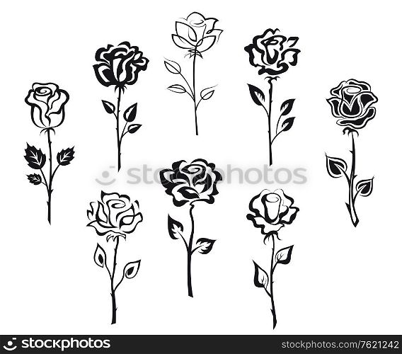 Set of rose flowers isolated on white background for holiday design