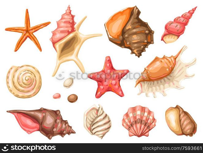 Set of seashells. Tropical underwater mollusk shells decorative illustration.. Set of seashells. Tropical underwater mollusk shells.