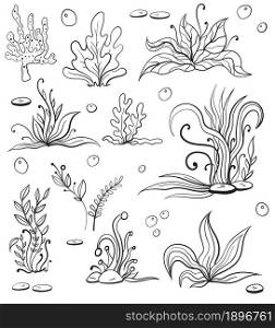 Set of seaweeds and marine plants. Isolated colleion of algae, leaves, coral. Vintage style drawn marine flora. Isolated vector illustration. Design for summer beach, decorations.