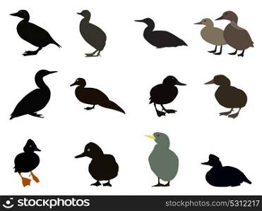 Set of Silhouettes of different types of existing ducks. Vector Illustration. EPS10. Set Silhouettes of different types of existing ducks. Vector