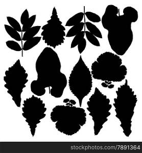 Set of silhouettes of leaves. Oak, mountain ash, birch, aspen, poplar and hawthorn. Isolated on white. Vector illustrations.