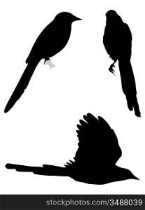 Set of silhouettes of magpies