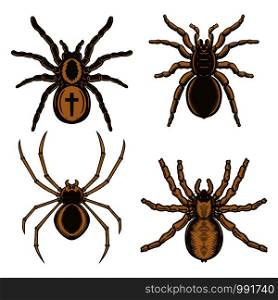 Set of spider illustration in engraving style. Halloween theme. Design element for poster, card, banner, emblem, sign. Vector illustration